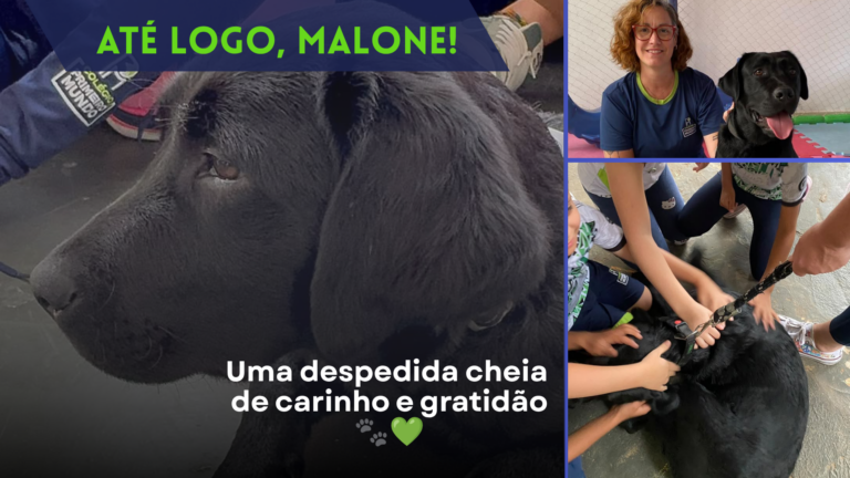 Até logo, Malone! Uma despedida cheia de carinho e gratidão 🐾💚